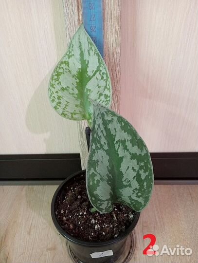 Комнатные растения/ Эпипремнум (лиана) разные