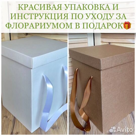 Флорариум, подарок, цветы на 1 сентября