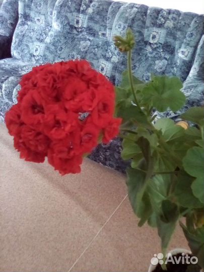 Пеларгония герань