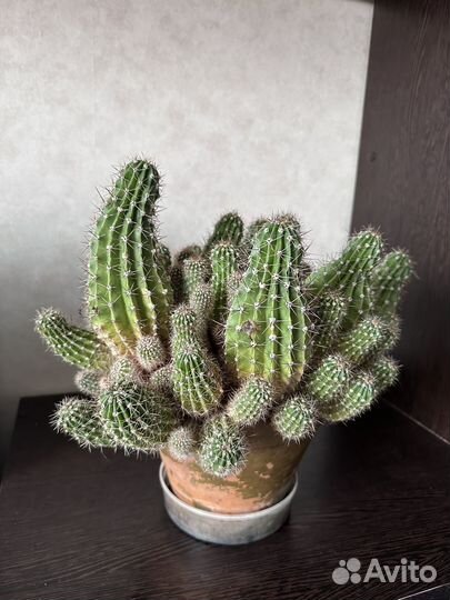 Кактус цветущий