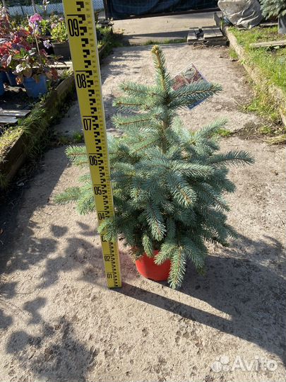 Ель голубая super блю