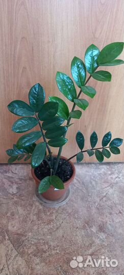 Замиокулькас