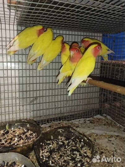 Попугаи с питомника