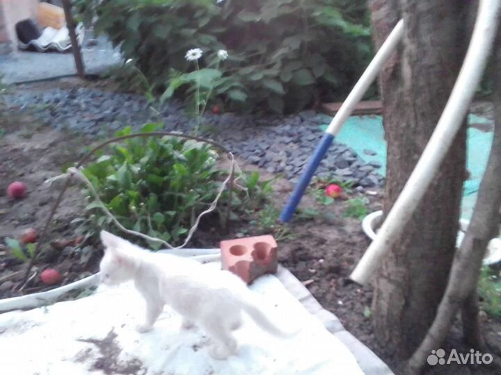 Отдам белого котёнка, 2,5 месяца,в хорошие руки