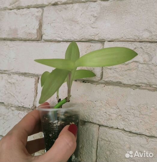 Сансевиерия,традесканция рео витата,монстера
