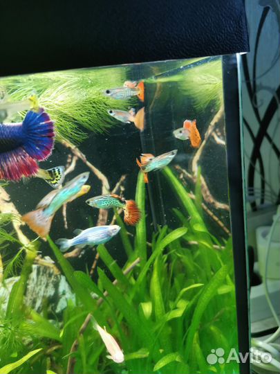 Аквариумные растения и рыбки моллинезия