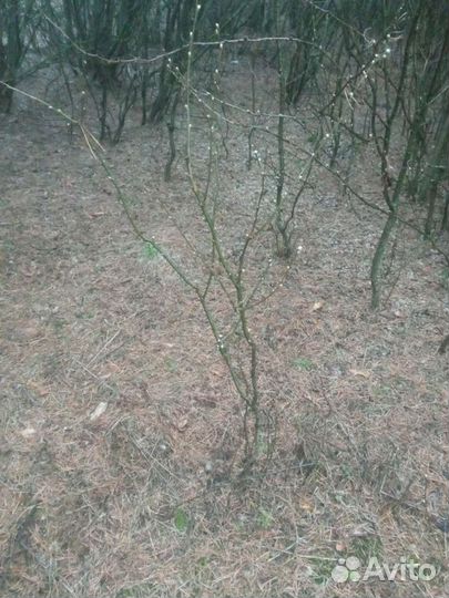 Акация желтая