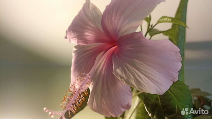 Гибискусы сортовые. Прививки, черенки