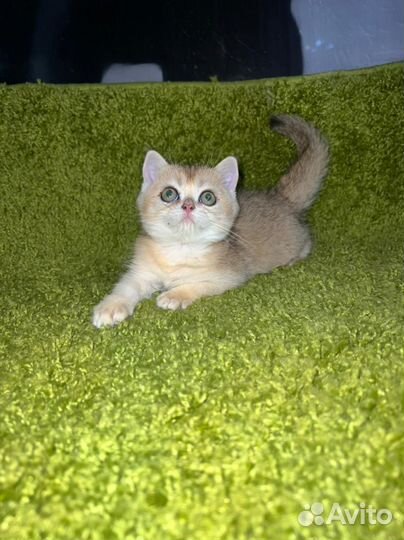 Золотые котята