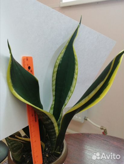 Сансевиерия Блэк голд