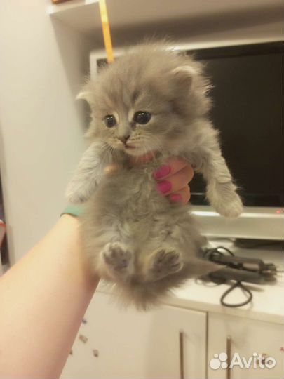 Котята в добрые руки бесплатно