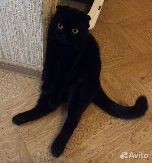 Шотландский кот. Вязка