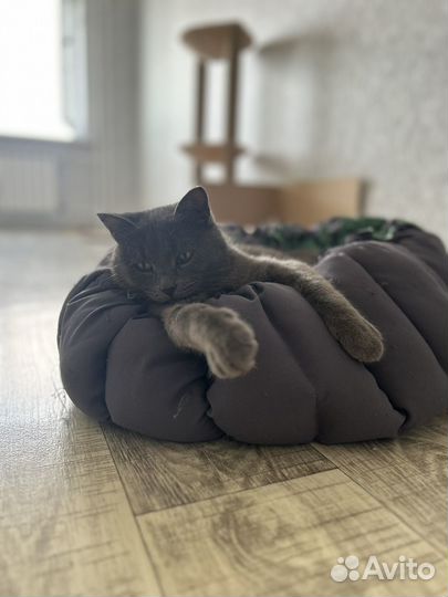 Кошка Соня ищет дом
