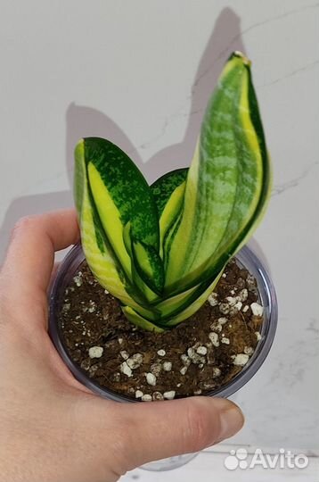 Сансевиерии, фикус