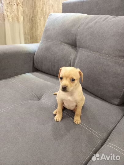 Щенки той терьера