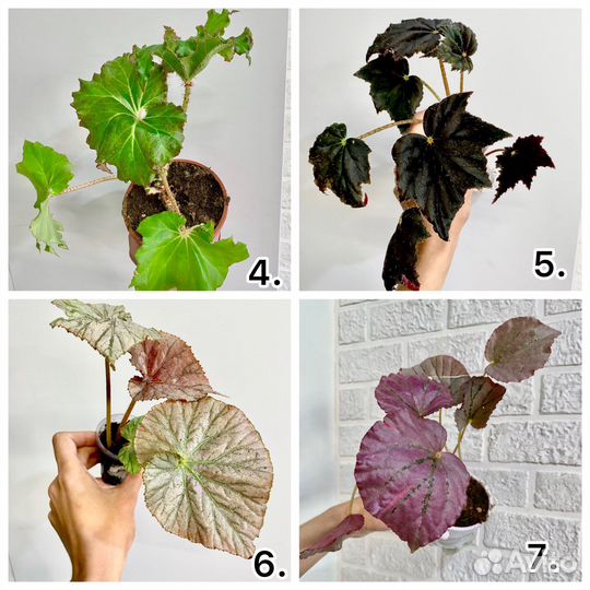 Бегонии сортовые разные