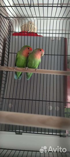 Неразлучники