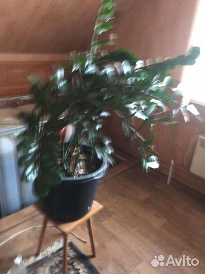 Комнатное растение