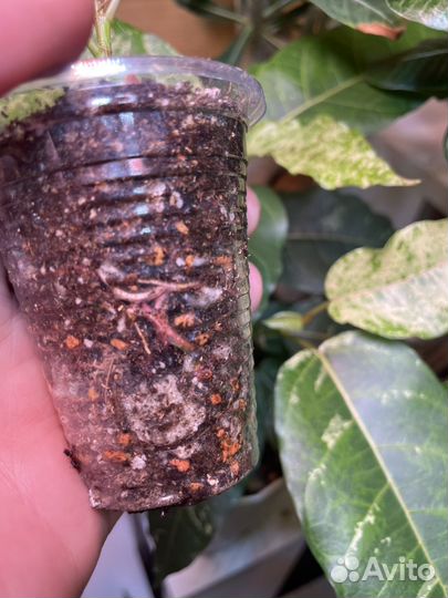 Фикус нью клон