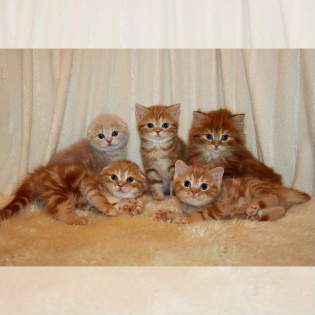 Шотландский прямоухий короткошёрстный котёнок
