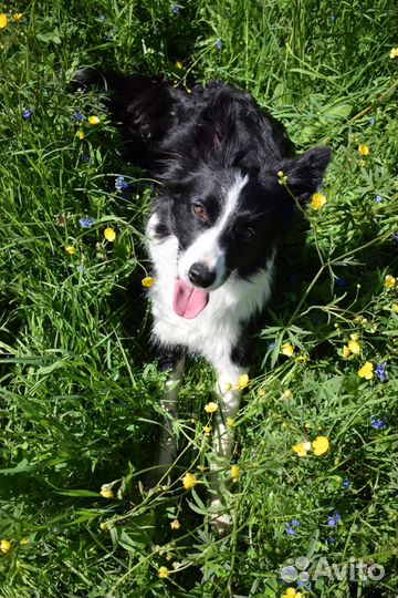 Дрессировка собак и щенков