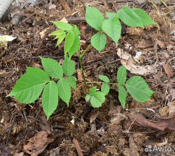 Саженцы Маньчжурского ореха 1-3 года