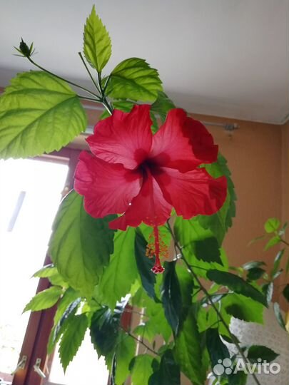 Большой комнатный цветок
