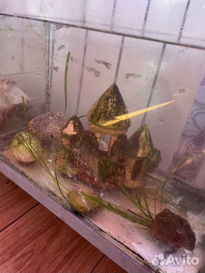 Аквариум террариум