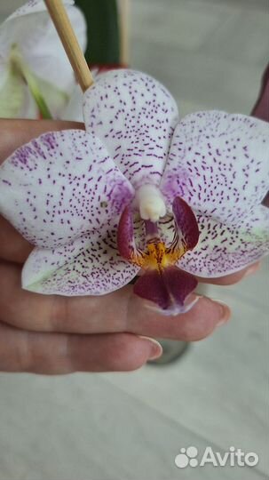 Фаленопсис Хельсинки