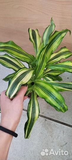 Пальма драцена