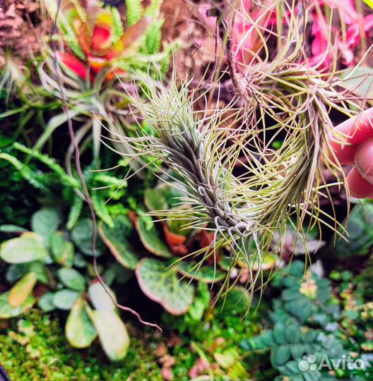 Тилландсии уснеевидная, функиана, шидеана