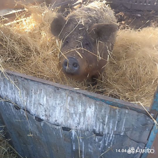 Свиньи живым весом,мясом