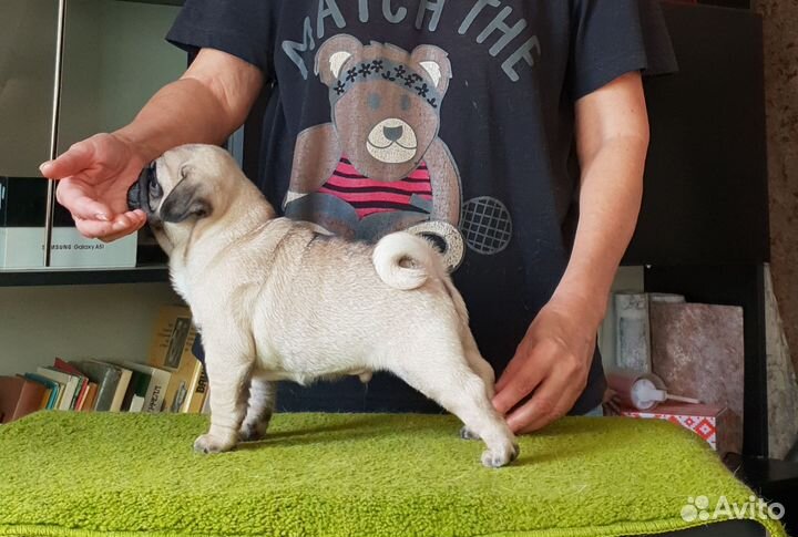 Щенки мопса мальчик и девочка свободны
