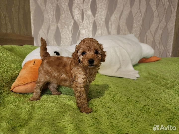 Щенки пуделя