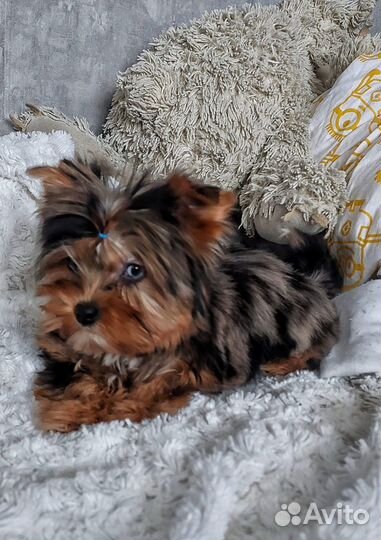 Йоркширский терьер