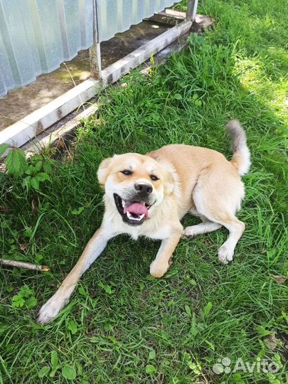 Собака в добрые руки