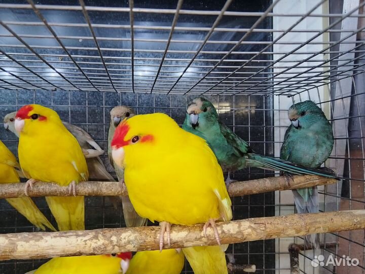 Попугай волнистик,какарик,неразлучник