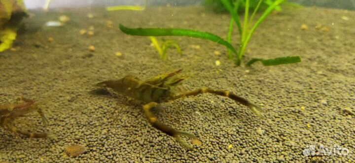 Кольцерукая креветка (макробрахиум)