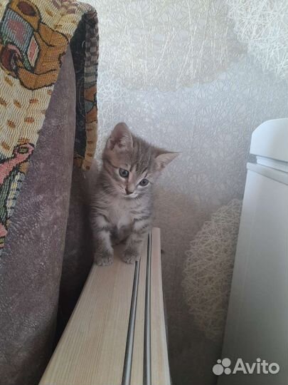 Добрые руки