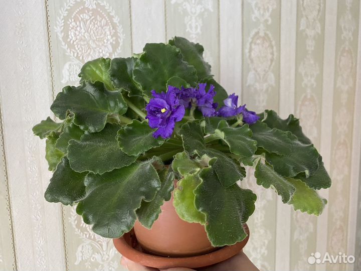 Фиалка в горшках