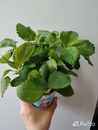 Рассадака клубника,герань