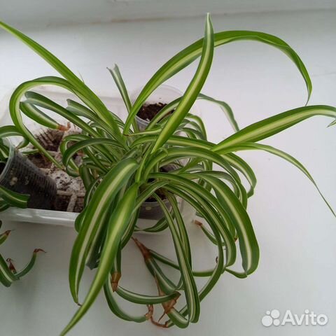 Хлорофитум