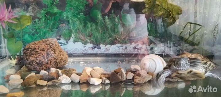 Аквариум