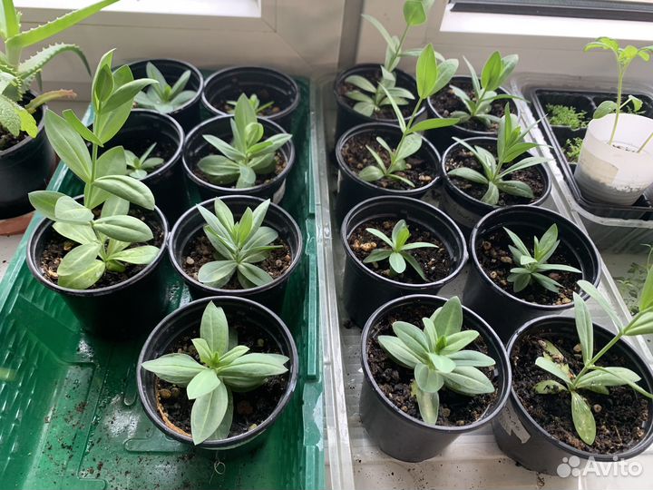 Эустома карликовая, рассада