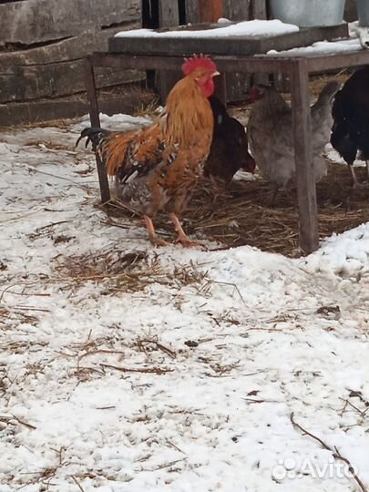 Продаю, красивых разноцветных молодых петушков