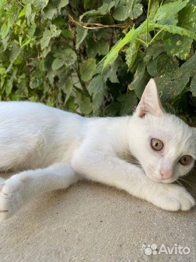 Котик