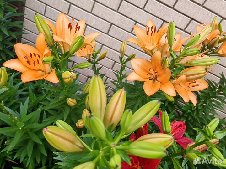 Лилии саженцы