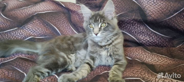 Девочка мейкун