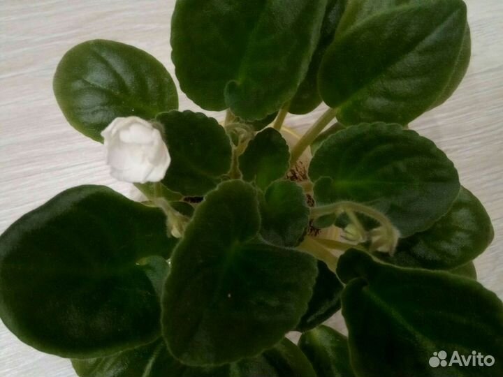 Фиалка та что на фото