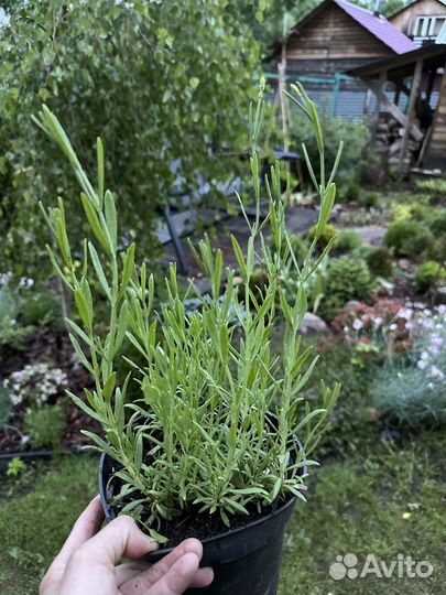 Рассада лаванды